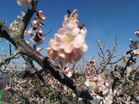 佐布里池梅林公園